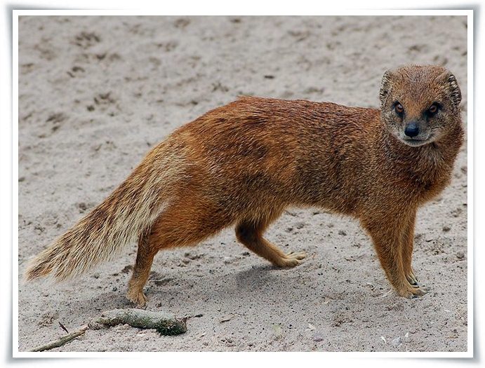 Animals Names Starting With Y | Animals Name A To Z